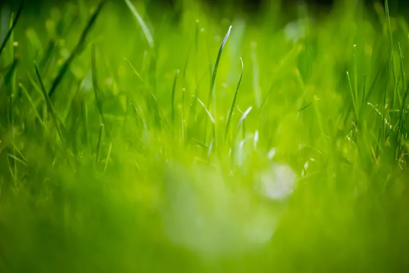 Thiết kế sáng tạo cùng background bãi cỏ vector