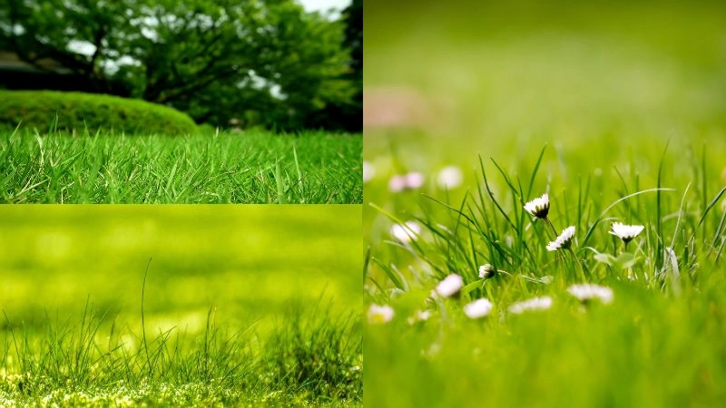 Khám phá vẻ tươi mát với background bãi cỏ xanh