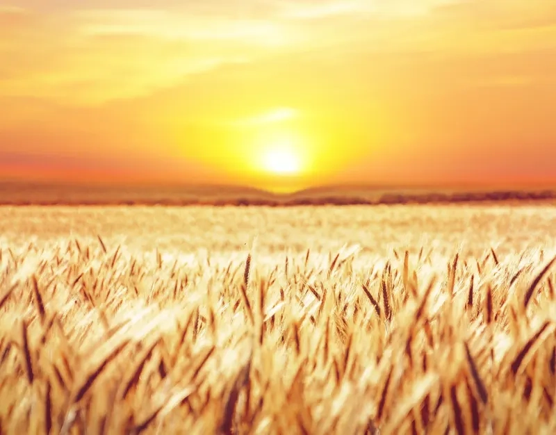 Đắm chìm chi tiết hoàn hảo trong background cánh đồng 4K