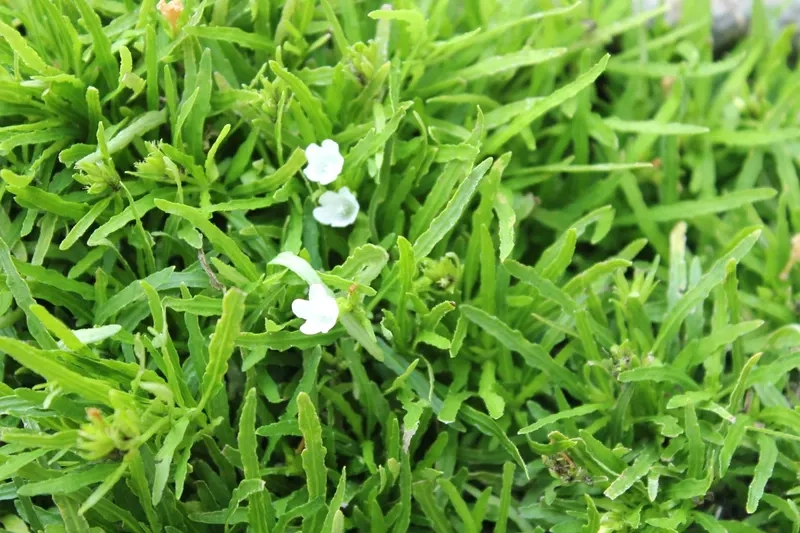 Phong cách cổ điển qua background cây cỏ vintage