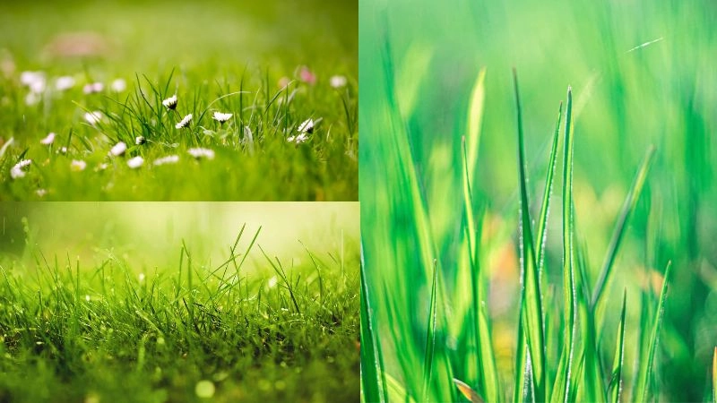 Khám phá background cây cỏ xanh tươi mát dễ chịu