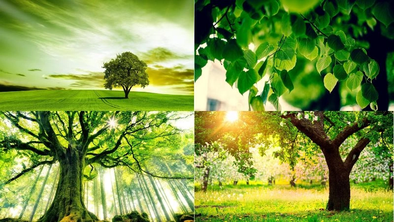 Khám phá background cây xanh đẹp mang đến không gian tươi mát dễ chịu