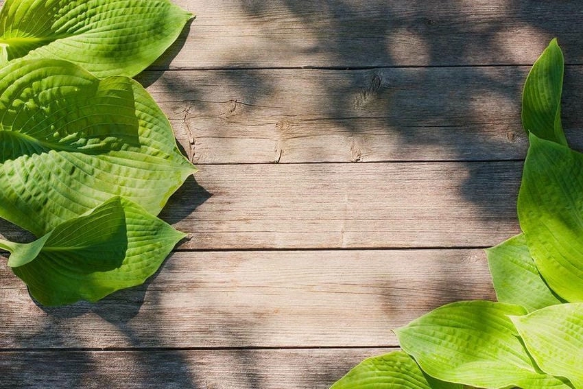 Background chụp sản phẩm tự nhiên gần gũi và hài hòa