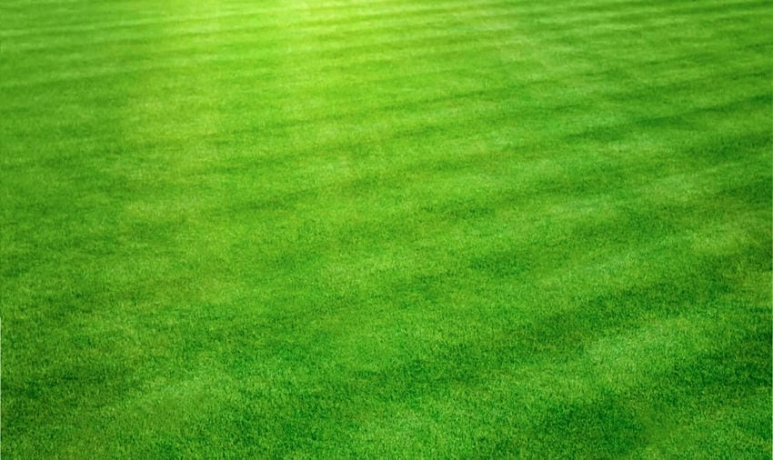 Background cỏ nhân tạo mẫu chuẩn đẹp cho mọi concept