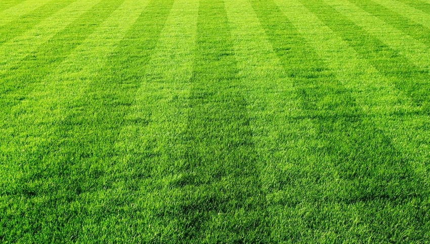 Background cỏ nhân tạo đa năng phù hợp mọi nhu cầu