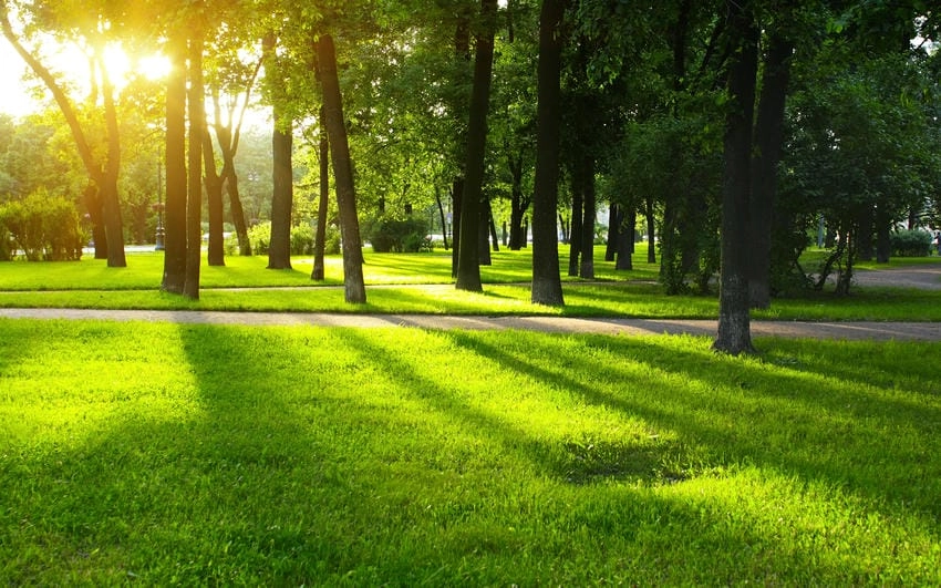 Background công viên chất lượng cao sắc nét hoàn hảo