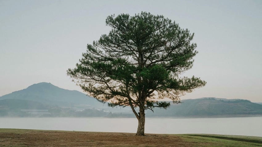 Background đà lạt vintage mang hơi thở cổ điển