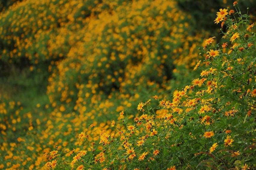 Background đà lạt phông nền tự nhiên thu hút ánh nhìn