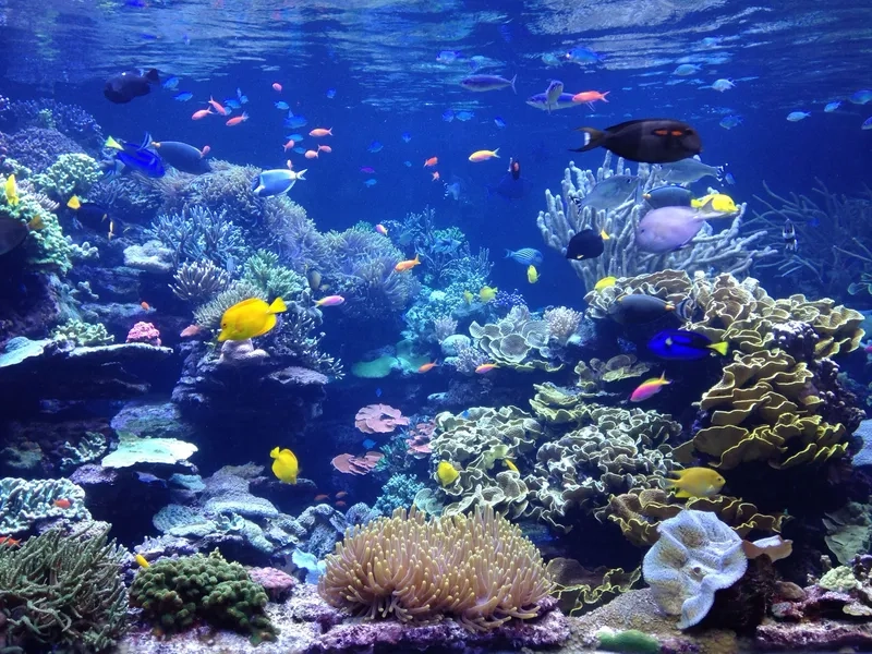 Đắm mình trong hơi thở biển xanh với background hồ cá nhiệt đới