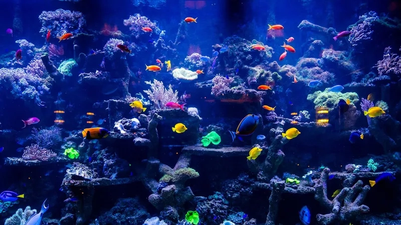 Làm nổi bật không gian bằng background hồ cá poster