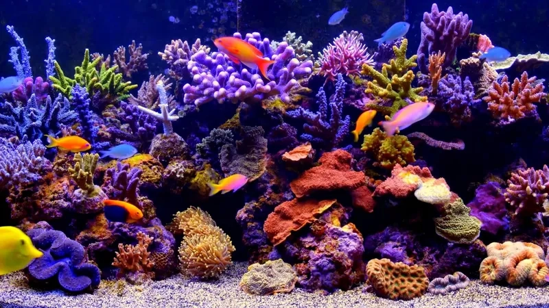 Phong cách hiện đại đầy cuốn hút cùng background hồ cá tối giản