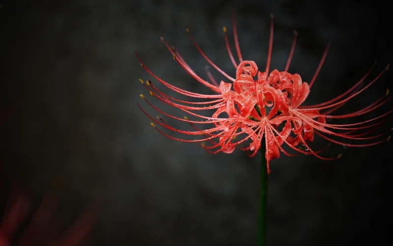 Tăng nét đẹp máy tính với background hoa bỉ ngạn đẹp