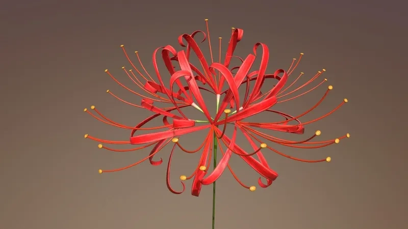 Background hoa bỉ ngạn vintage mang phong cách hoài cổ