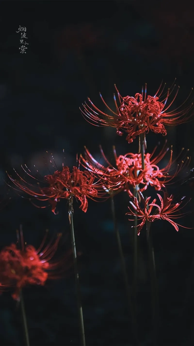 Chi tiết hoàn hảo với background hoa bỉ ngạn chụp cận cảnh