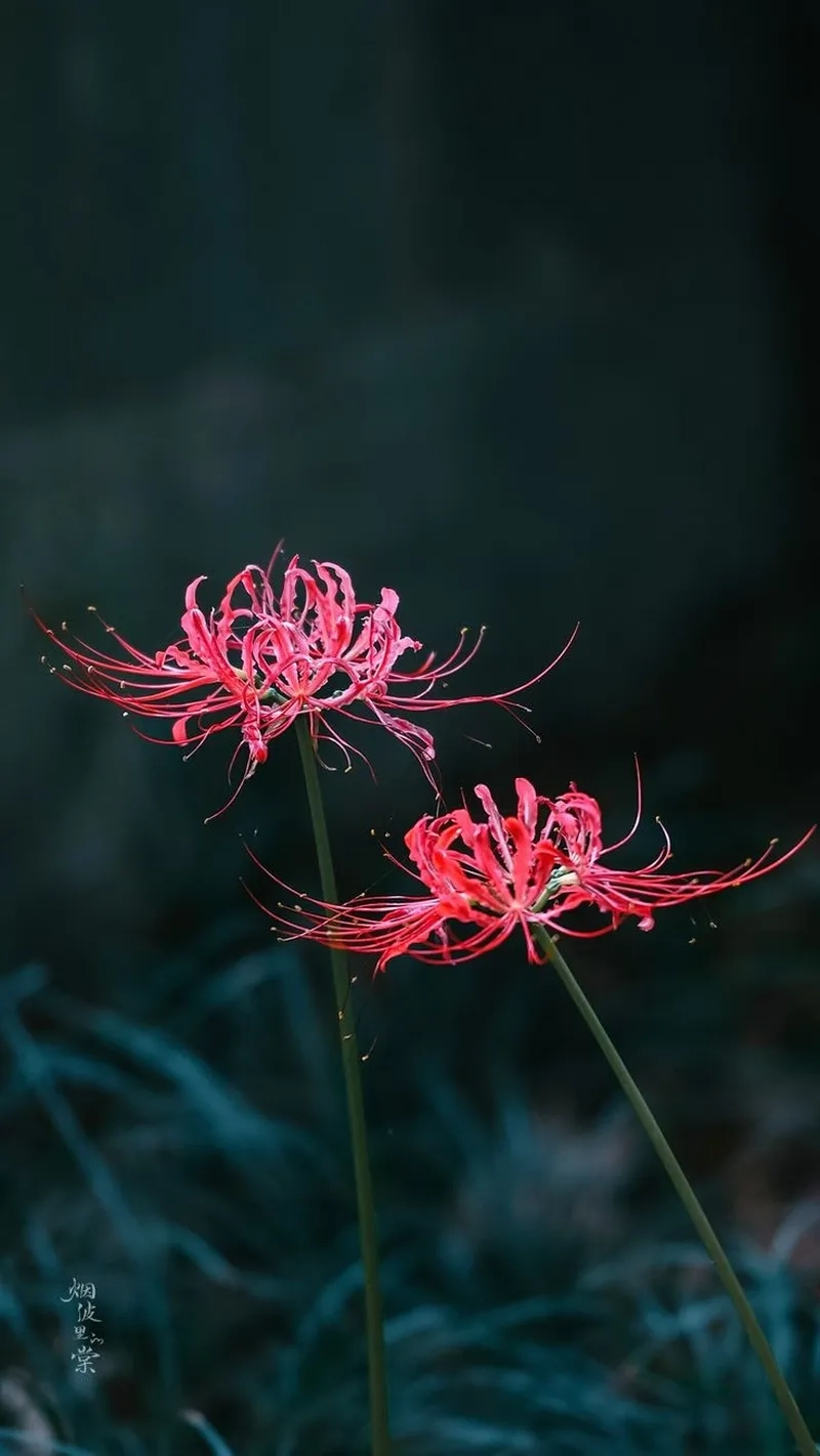 Background hoa bỉ ngạn vector sắc nét cho thiết kế