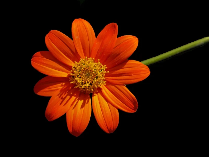 Phong cách nền background hoa cam vintage thanh lịch