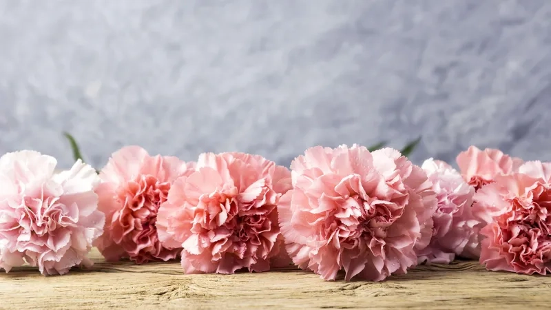 Background hoa cẩm chướng hồng dịu dàng tỏa sáng không gian