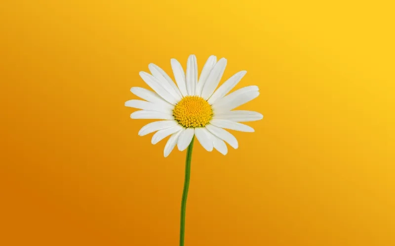 Nổi bật rực rỡ cùng background hoa cúc vàng đầy sức sống