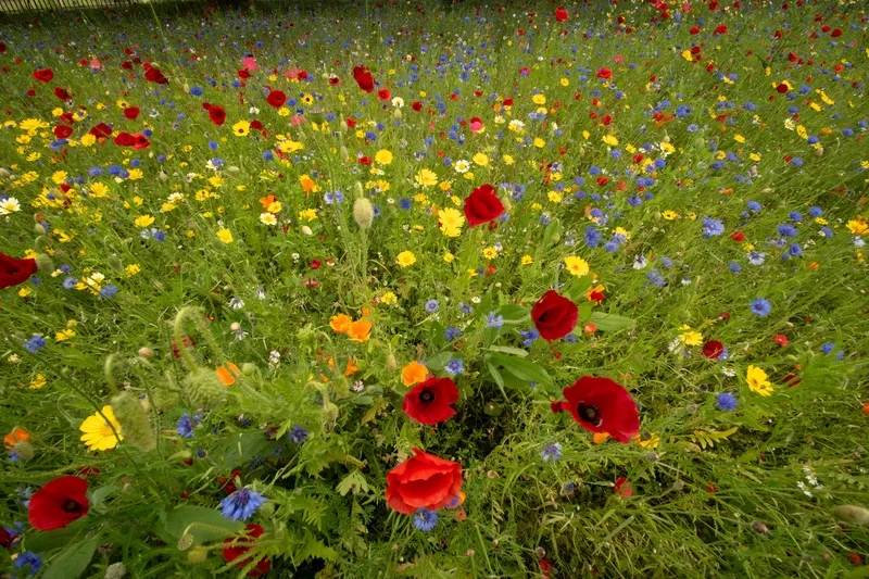 Tận hưởng hình ảnh background hoa dại rực rỡ