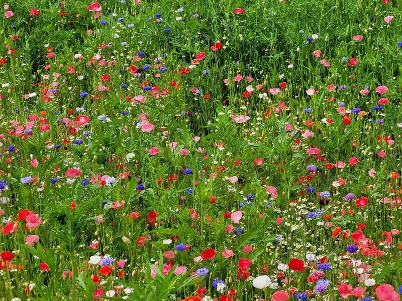 Background hoa dại trừu tượng độc đáo và nghệ thuật