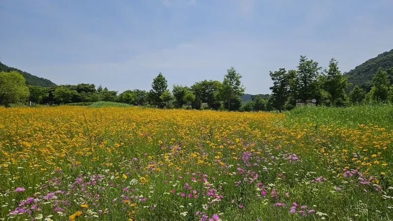 Background hoa dại minimal tối giản hiện đại