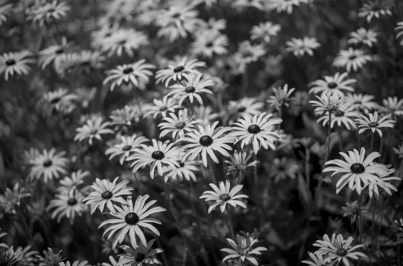 Khám phá background hoa đen trắng trừu tượng nghệ thuật