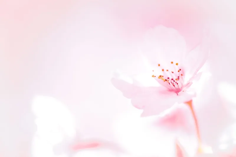 Sáng bừng sức sống với background hoa đẹp nền sáng