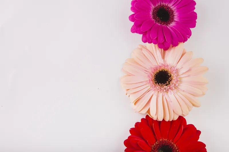 Chiêm ngưỡng background hoa đồng tiền 4K sắc nét sống động như thật