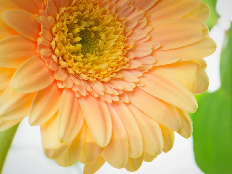 Rực rỡ ánh nắng cùng background hoa đồng tiền màu vàng đầy sức sống