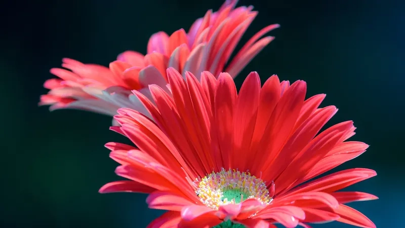 Background hoa đồng tiền rực rỡ như khúc ca vui tươi giữa mùa xuân