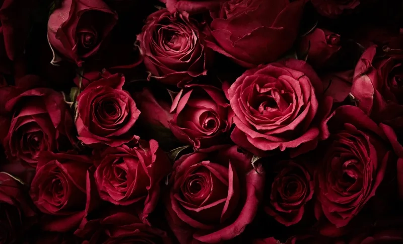 Tô điểm ấn tượng với background hoa hồng cho poster chuyên nghiệp