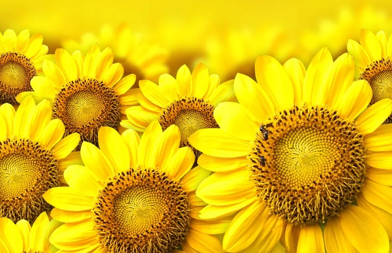 Khám phá background hoa hướng dương 4K sắc nét tuyệt vời