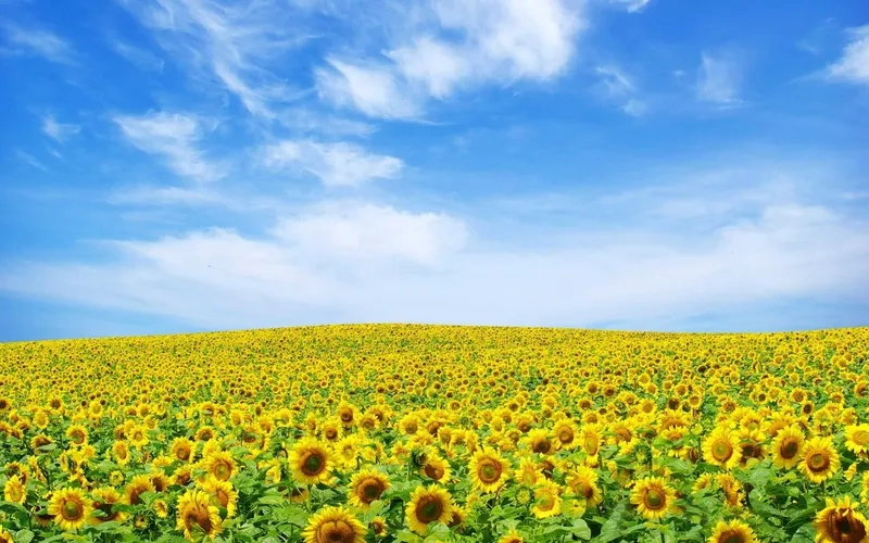 Thiết kế sáng tạo với background hoa hướng dương vector