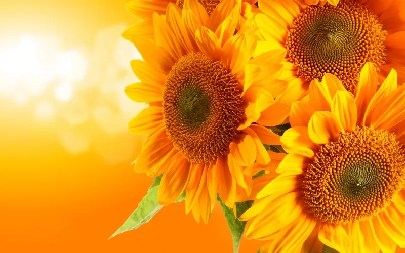 Background hoa hướng dương đơn giản nhưng tinh tế