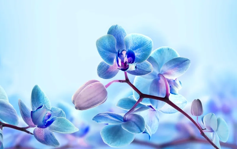 Nét kiêu sa và hiện đại ẩn trong từng chi tiết background hoa lan phalaenopsis