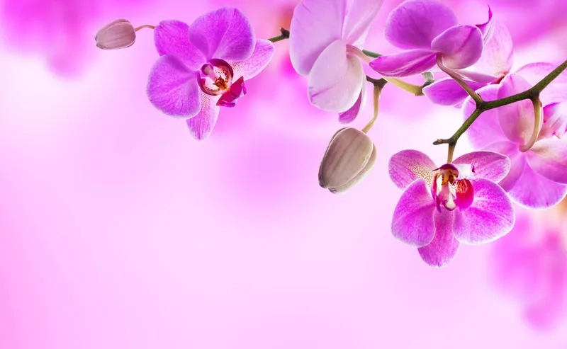 Tôn vinh vẻ đẹp sáng tạo và cảm xúc qua background hoa lan nghệ thuật