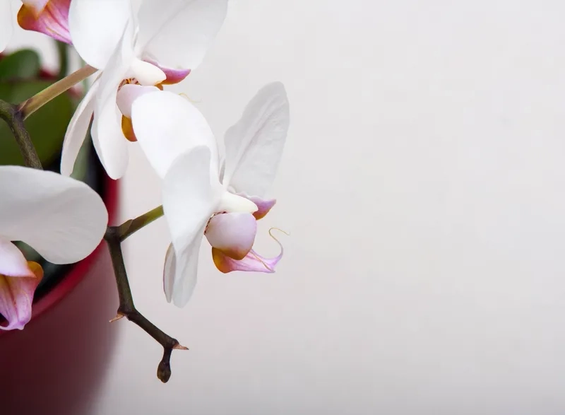 Khám phá thế giới sắc màu ảo diệu trong background hoa lan trừu tượng