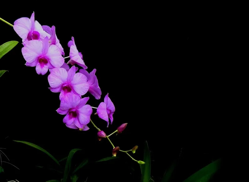 Không khí tươi mới tràn đầy sức sống trong background hoa lan mùa xuân