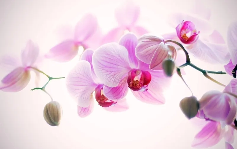 Thanh lịch và tinh tế tỏa sáng trong background hoa lan nền trắng