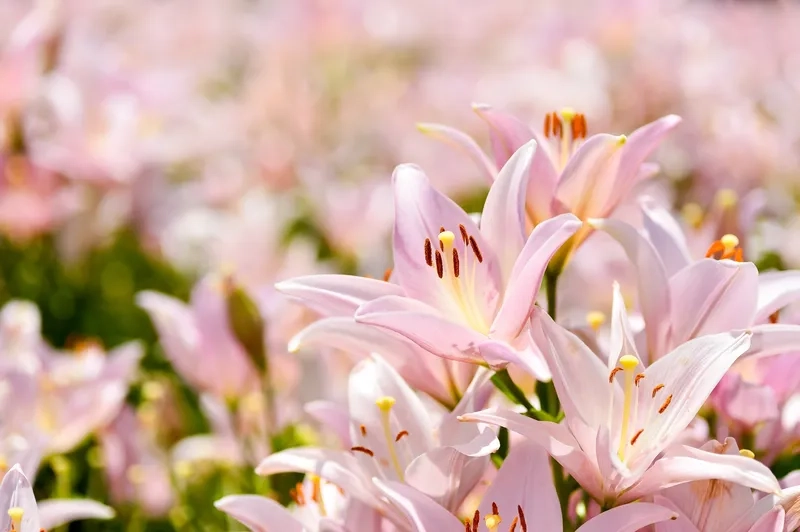 Sắc màu dịu nhẹ đầy thơ mộng từ background hoa ly pastel