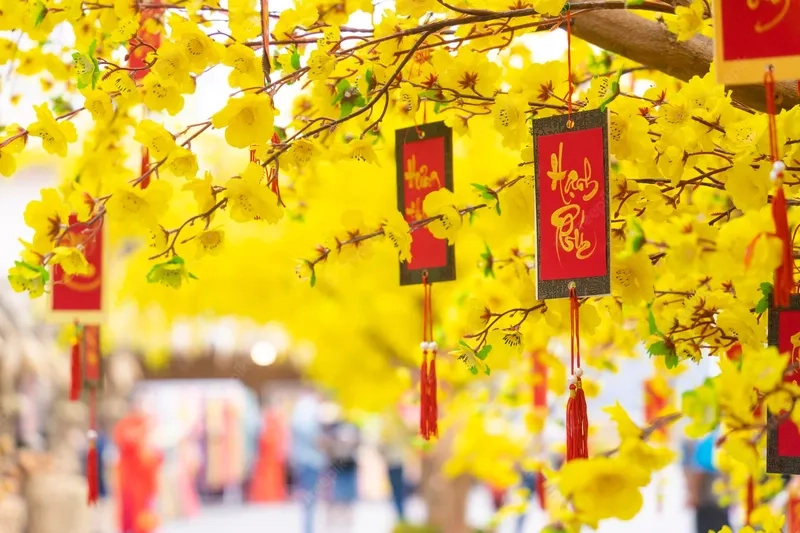 Khoảnh khắc rực rỡ của mùa xuân trong background cây hoa mai tuyệt đẹp