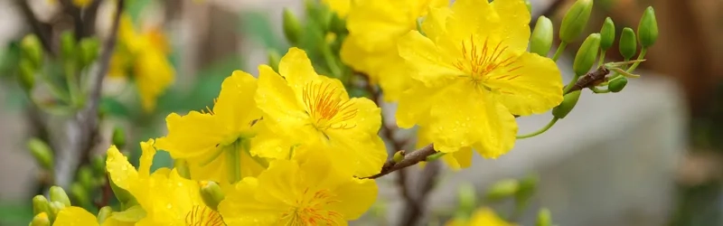 Vẻ đẹp nhẹ nhàng và tinh tế của background cành hoa mai ngày Tết