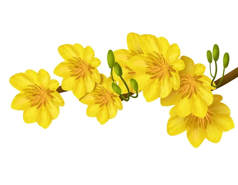 Khám phá background hoa mai mai vàng tượng trưng cho phú quý tài lộc