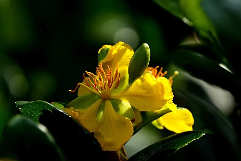 Mang không khí Tết vào góc làm việc bằng background hoa mai cho máy tính