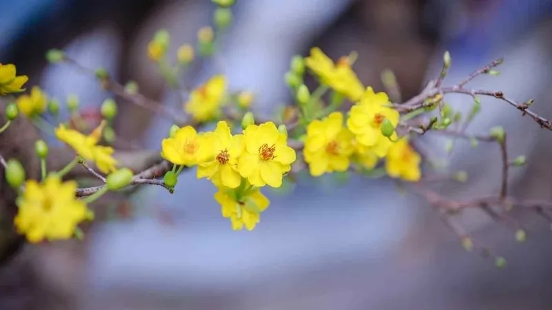 Không gian xuân vui nhộn cùng background hoa mai hoạt hình đáng yêu