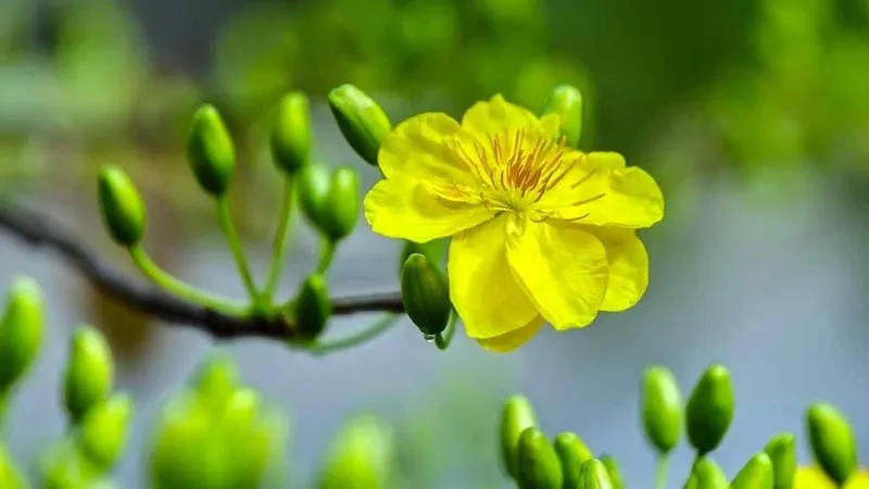 Không khí xuân lan tỏa cùng background hoa mai nền vàng sang trọng