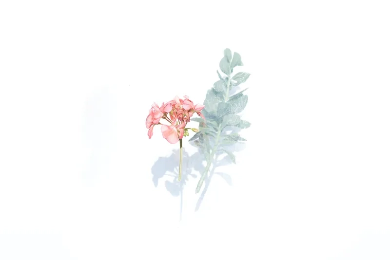 Thư giãn cùng background hoa minimal màu pastel nhẹ nhàng
