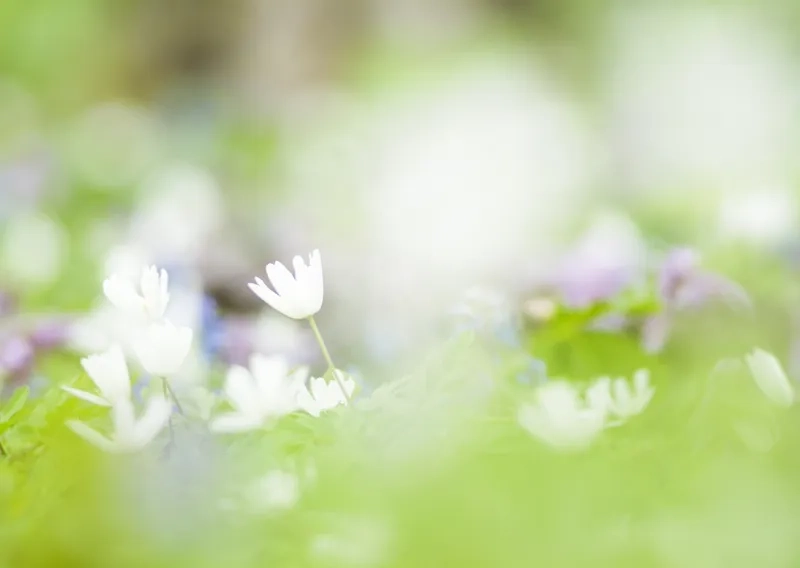 Phủ sắc nhẹ nhàng tinh khôi bằng background hoa mờ pastel