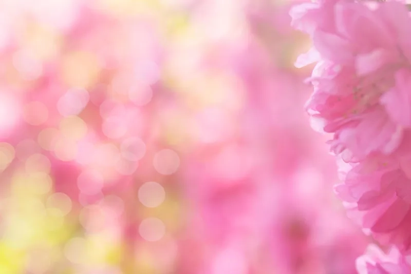 Gam màu tinh tế lan tỏa với nền hoa mờ tông nhẹ