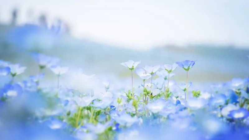 Cuốn hút mọi ánh nhìn với background hoa mờ trừu tượng